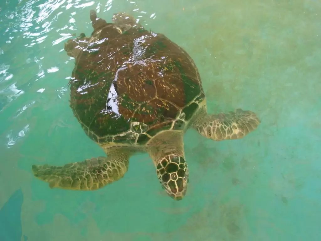 🐠 시부카와 마린 수족관(다마노 해양 박물관) 이미지 4